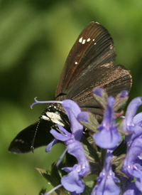 Common Sootywing